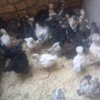 باسلام فروش جوجه مرغ سلطان به فروش می‌رسد