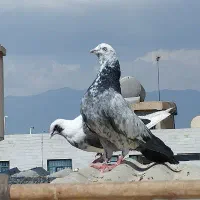 نر کاسنه