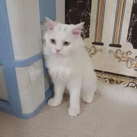 گربه