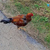 خروس لاری فروش فوری|حیوانات مزرعه|سورک, |دیوار