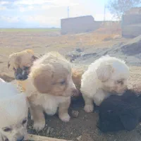 توله سگ پامر