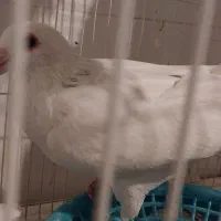 پرنده کبوتر