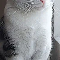 واگذاری رایگان گربه dsh