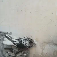 نر سرور دم سفید