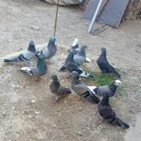 پارس آباد