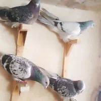 کبوتر