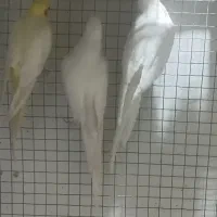 فروش عروس هلندی جفت المینو و لوتینو