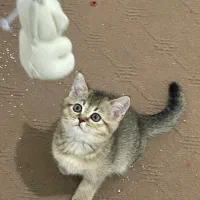 بچه گربه اسکاتیش بریتیش