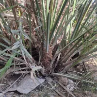 پاجوش لیلوی