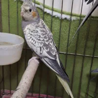 عروس هلندی ماده بالغ|پرنده|تهران, اوقاف|دیوار