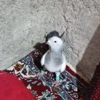 کبوتر کرمانی