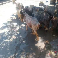 6 راس میش زائده همراه با بره