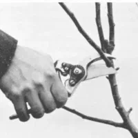 راهنمایی وعملیات هرس اصولی باغ پسته