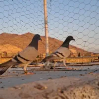 کفتر سبز پلاکی|پرنده|شیراز, کفترک|دیوار