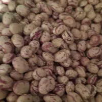 لوبیا چیتی درجه ۱