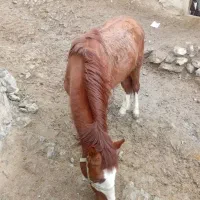 اسب|اسب و تجهیزات اسب‌سواری|شیروان (خراسان), |دیوار