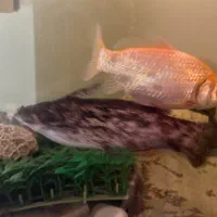 ماهی پنگوسی|ماهی|تهران, کاج|دیوار