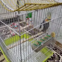 فروش عروس هلندی