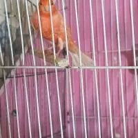 قناری نر ردفاکتور