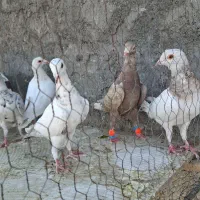 کبوتر موشی سرور سینه ای|پرنده|لنجان, |دیوار