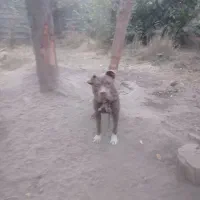 پیتبول نر اصیل