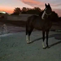 کره نریان ۲ساله یک سر خارجی