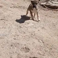 ماده خراسانی