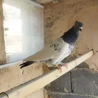 نرکله دم سبز