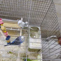 مرغ عشق مولد تضمینی و جوجه مرغ عشق|پرنده|کرج, گلدشت|دیوار