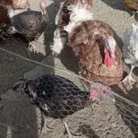 بوقلمون مشکی. قهوه ای سفید|حیوانات مزرعه|دماوند, دماوند|دیوار