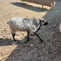 بره قوچ رومانوف