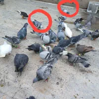 کبوتر پرشی و جفتگاه