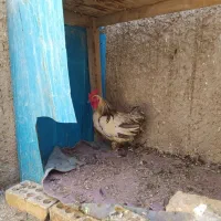 تعدادی خروس خانگی نژاد دار