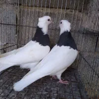 جفت کبوتر طوقی برای فروشی