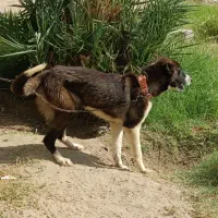 سگ ماده قدرجونی