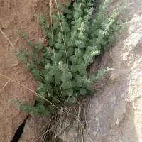 بادرنگوبه از دل کوه