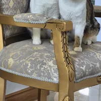 واگذاری دو گربه DSH نر