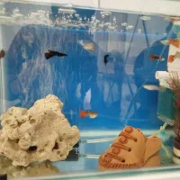 آکواریوم شیشه خم|ماهی|سقز, |دیوار