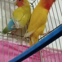 فروش جفت مولد کوتوله زرد آماده تخمگذاری|پرنده|فردوس (خراسان), |دیوار