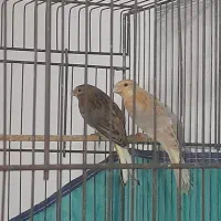 فروش قناری نر نقریی وماده طلایی