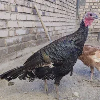 4 عدد بوقلمون ماده