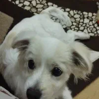 فروش سگ قیمت دو میلیون(20/000/000)|سگ|تبریز, |دیوار