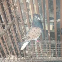 کفتر|پرنده|کارون, |دیوار