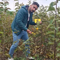 نهالستان فرازنهال/نهال میوه ۲ تا ۵ ساله/گردو صنوبر