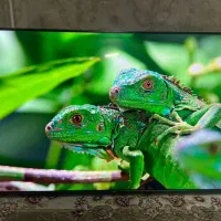 ۵۵ تی سی ال tcl استوک نمایشگاهی فول امکانات
