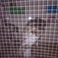 بوقلمون