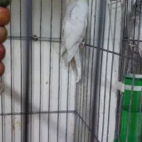 عروس هلندی امرلیددوکت کرم فیس ودوکت البینو ولوتینو|پرنده|بندرعباس, |دیوار