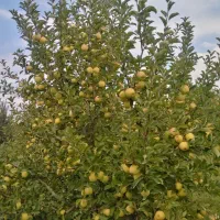 چیدن باغ سیب اشنویه
