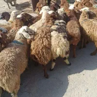 گوسفندبرابربانصف گوشت