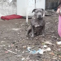 پیت بول ماده آماده جفت